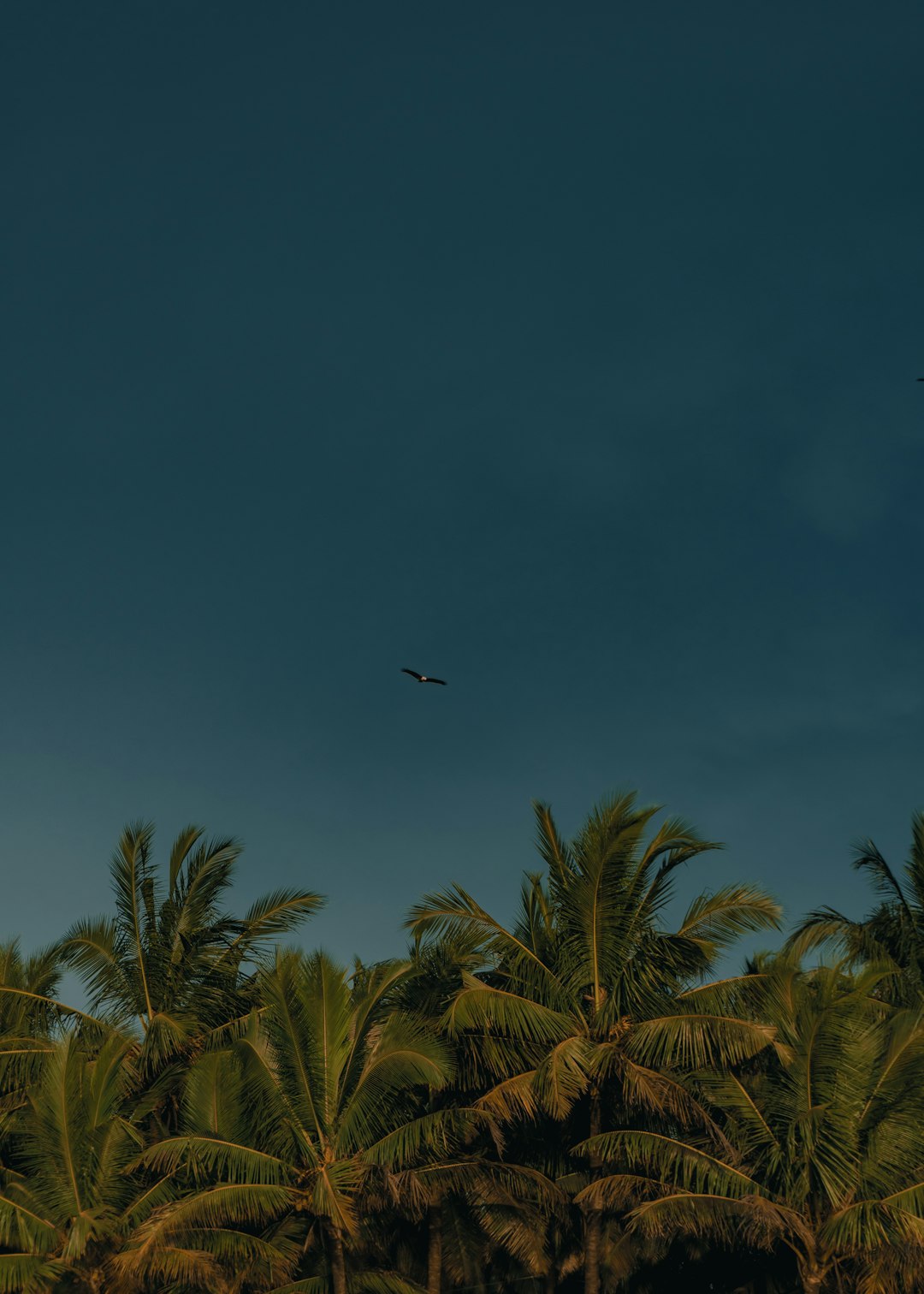 CS2 Tip
